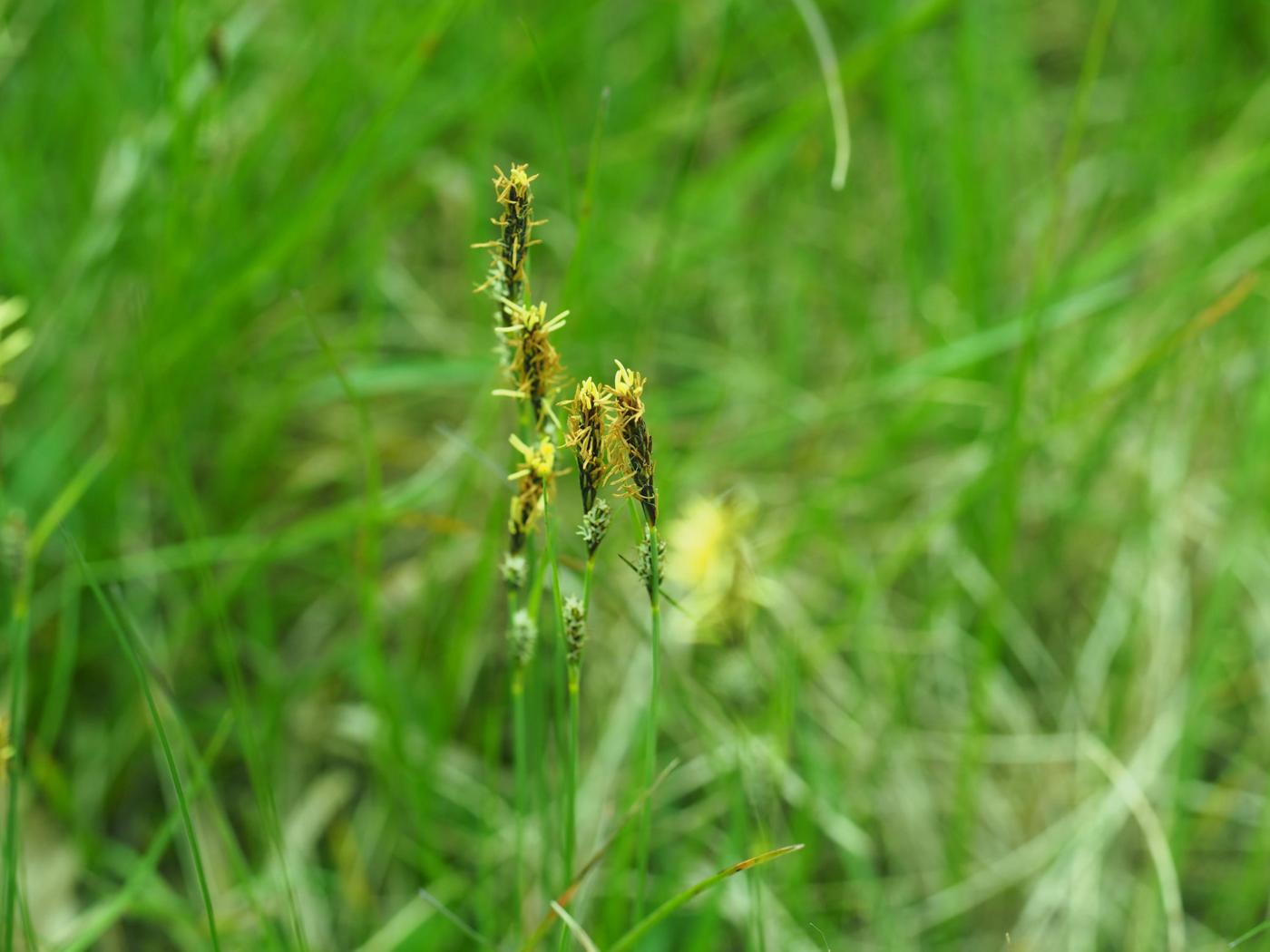 Sedge, Downy plant